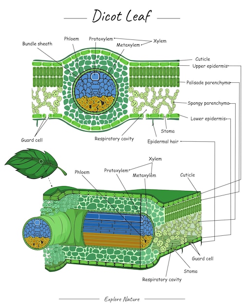 Estructura o anatomía de la hoja dicotiledónea.