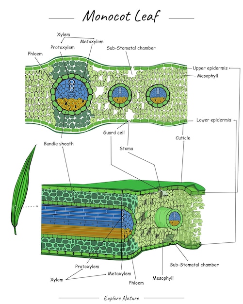 Vector estructura o anatomía de la hoja monocotiledónea.