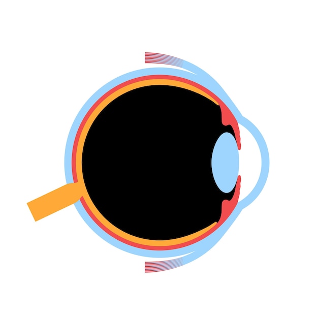 Estructura del ojo humano infográfico Retina externa y esclera del iris vector médico