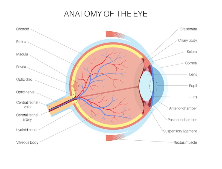 Vector estructura del ojo humano infográfico retina externa y esclera del iris vector médico