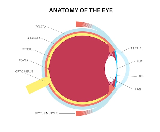 Estructura del ojo humano infográfico Retina externa y esclera del iris vector médico