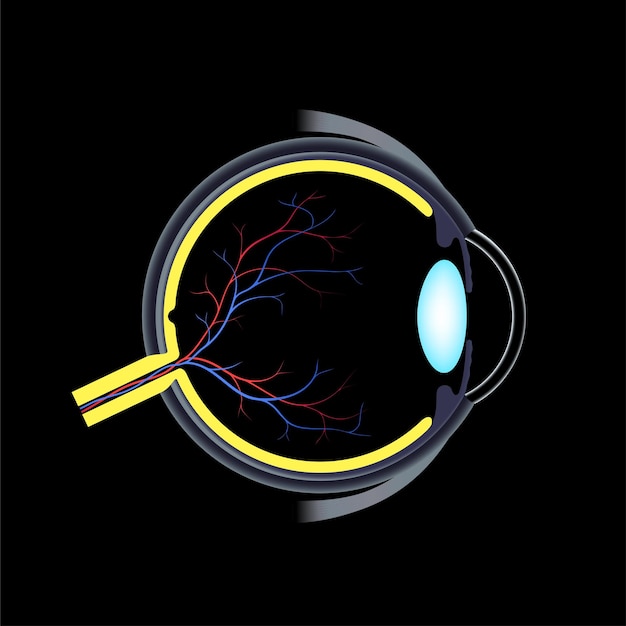 Estructura del ojo humano infográfico Retina externa y esclera del iris vector médico