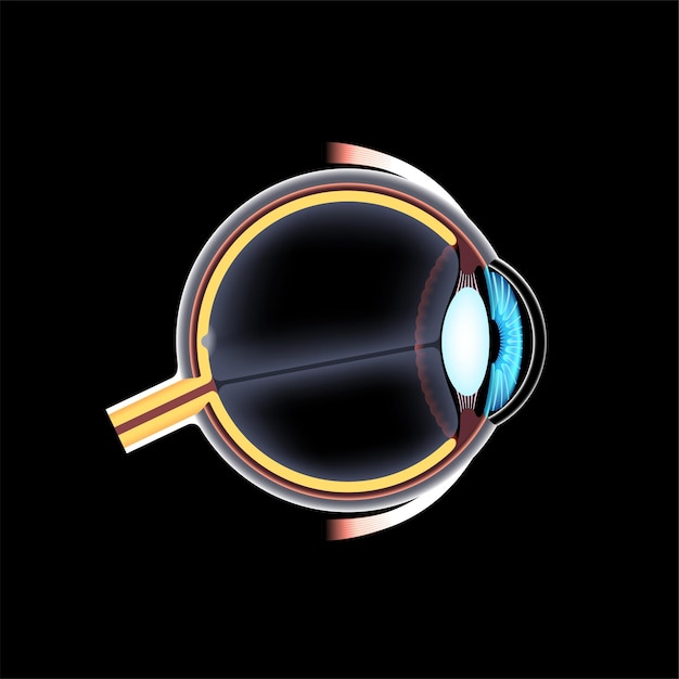 Estructura del ojo humano infográfico Retina externa y esclera del iris vector médico