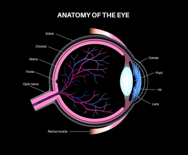 Estructura del ojo humano infográfico Retina externa y esclera del iris vector médico