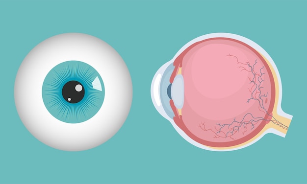 Vector estructura del ojo humano