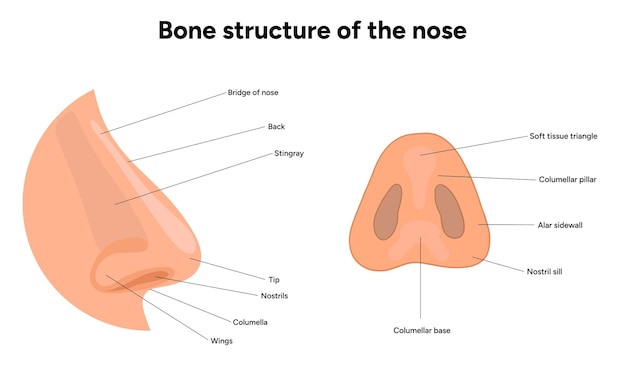 Estructura ósea de la anatomía de la nariz Diagrama médico infográfico Otolaringología
