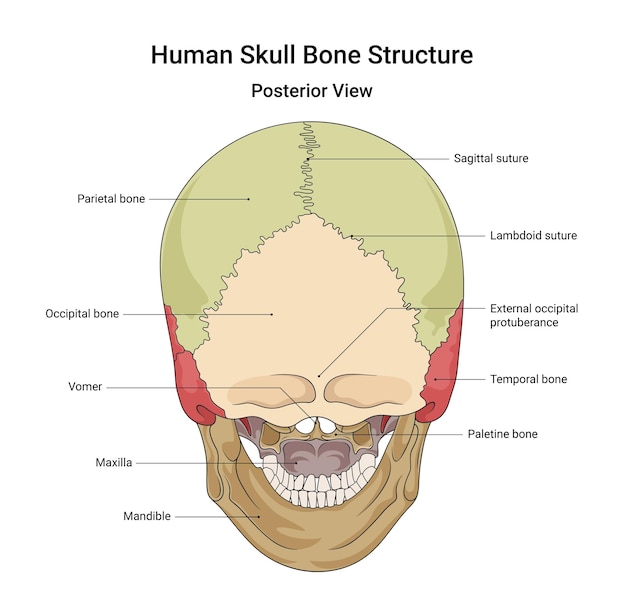 Estructura ósea del cráneo humano vista posterior