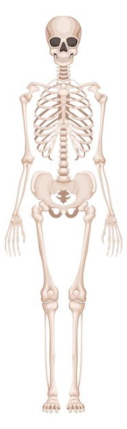 Vector estructura ósea humana anatomía del esqueleto vista desde el frente