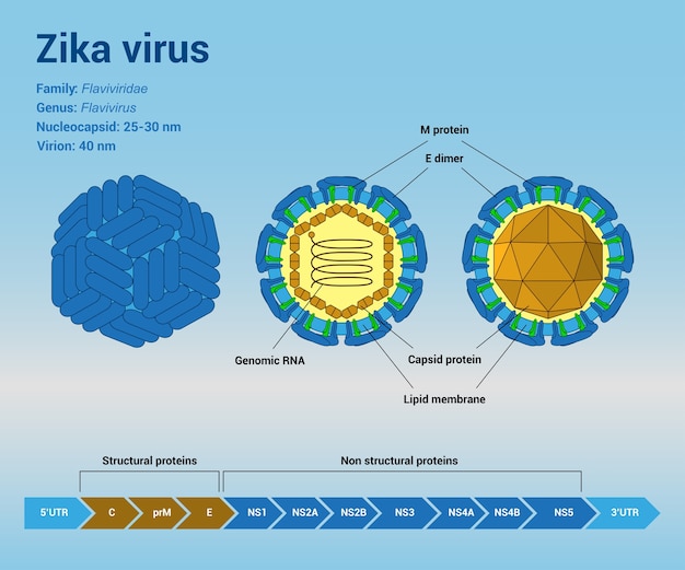 La estructura de la partícula y el genoma del virión del virus del zika, plantilla infográfica
