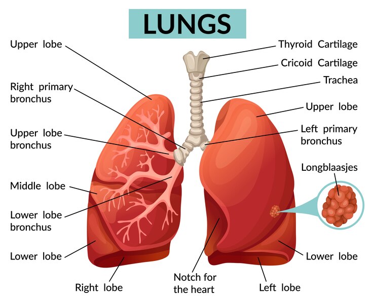 Vector estructura de la plantilla de los pulmones.