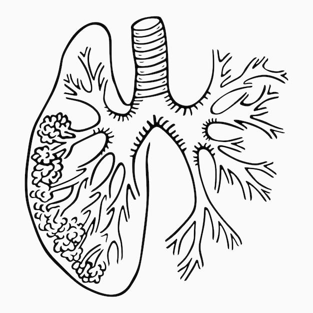 Estructura pulmonar humana