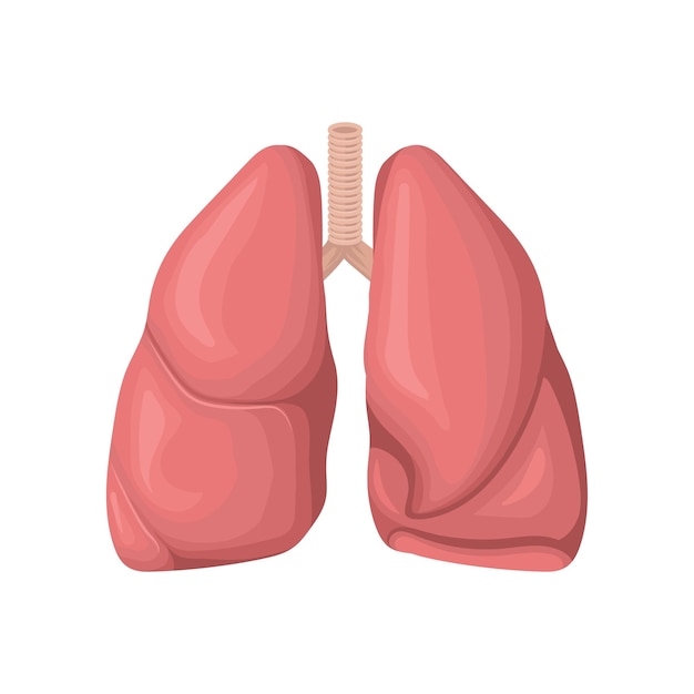 Vector estructura de los pulmones humanos concepto de sistema respiratorio órgano interno humano elemento de vector plano detallado para libro de anatomía cartel médico o folleto