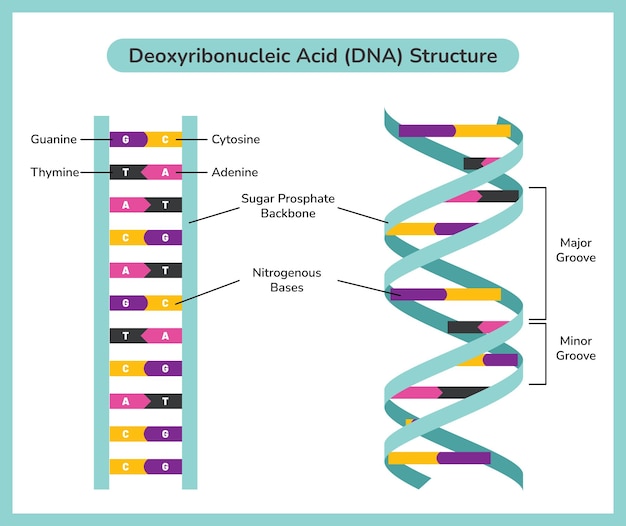 Vector la estructura química del adn