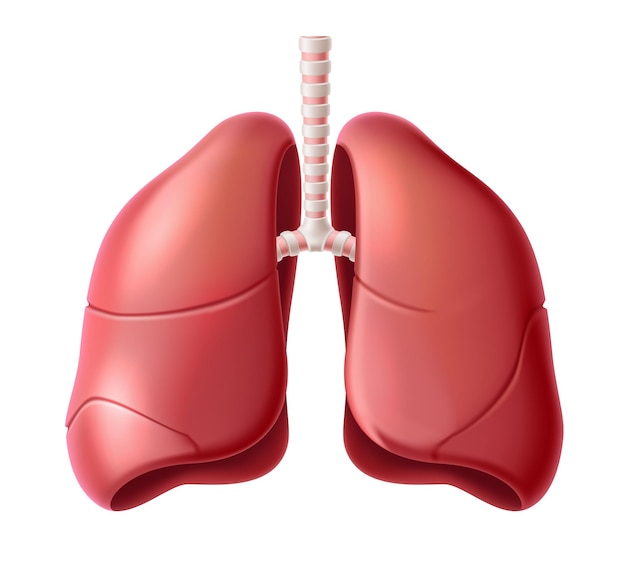 Estructura realista de la anatomía de los pulmones. órgano del sistema respiratorio.