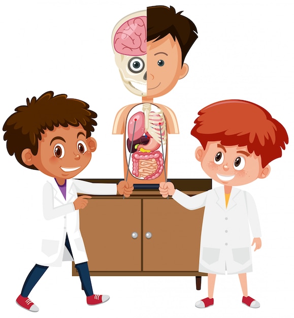 Estudiante aprendiendo anatomía sobre fondo blanco