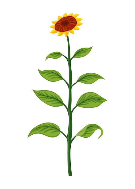 Etapa de crecimiento de girasol planta madura Desarrollo de plantas agrícolas Fase de progresión de animación de cosecha
