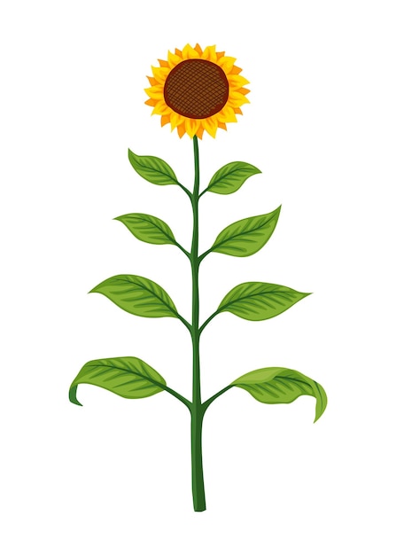 Etapa de crecimiento de girasol planta madura Desarrollo de plantas agrícolas Fase de progresión de animación de cosecha