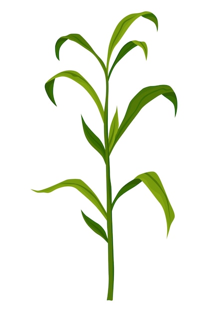 Etapa de crecimiento de maíz Planta de crecimiento de maíz aislada sobre fondo blanco Etapa de desarrollo en evolución de la planta agrícola Proceso de siembra
