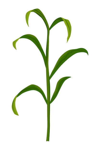 Etapa de crecimiento del maíz Planta de crecimiento de maíz aislada sobre fondo blanco Planta agrícola en evolución etapa de desarrollo Proceso de plantación
