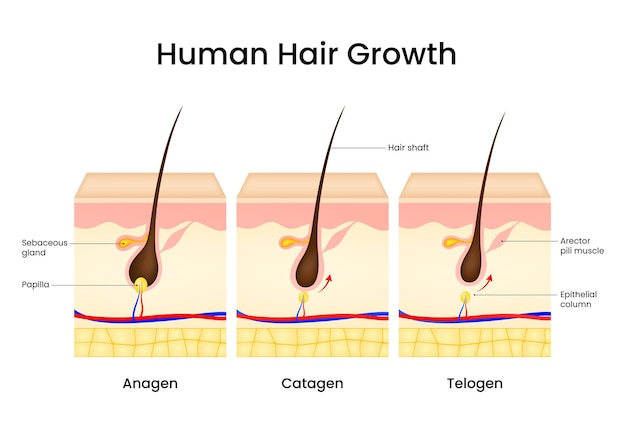 Las etapas del crecimiento del cabello humano