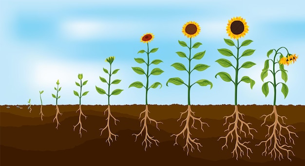 Etapas de crecimiento del girasol Desarrollo de la planta agrícola desde la semilla hasta la planta floreciente y fructífera con sistema de raíces Progresión de la animación de la cosecha