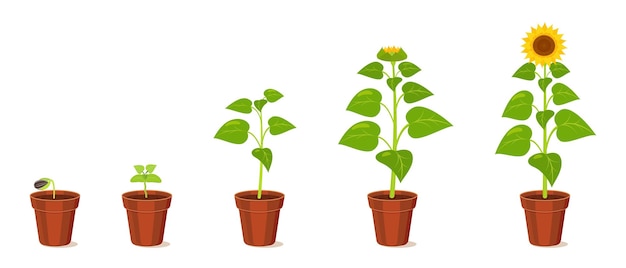 Vector etapas de crecimiento del girasol desde la semilla hasta el ciclo de desarrollo de la floración de las plántulas en la agricultura