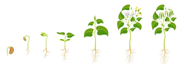 Etapas de crecimiento de las leguminosas de desarrollo de judías verdes desde la germinación de la semilla hasta la maduración de la fruta