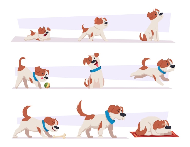 Vector etapas de crecimiento del perro dibujos animados animales domésticos cachorro vida progreso imágenes feliz cachorro activo y cansado viejo perro exacto vector ilustración conjunto