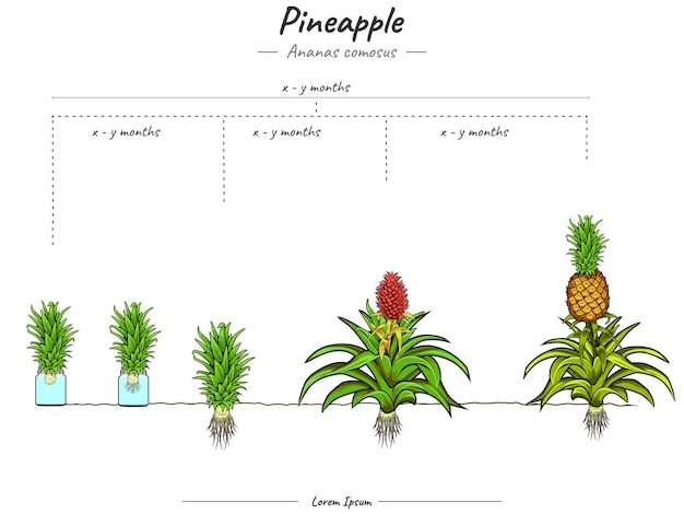 Vector etapas de crecimiento de la piña ananas comosus con agua