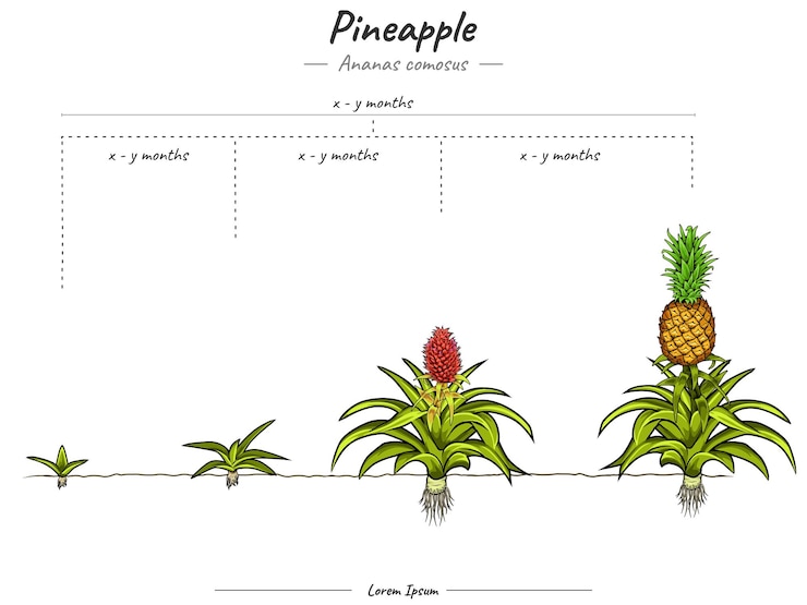Vector etapas de crecimiento de la piña ananas comosus