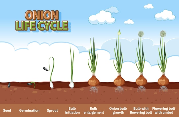 Vector etapas de crecimiento de la planta de cebolla