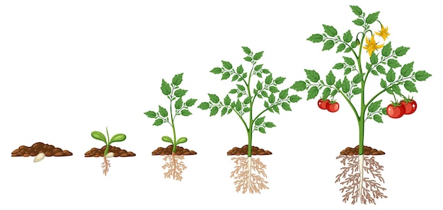 Las etapas de crecimiento de la planta de tomate