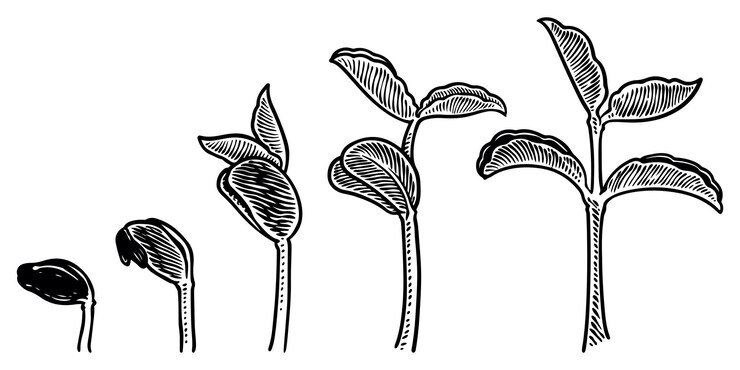 Etapas de crecimiento de la planta vector ilustración de estilo de grabado de dibujo a mano alzada aislado sobre fondo blanco