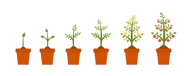 Etapas de crecimiento de las plantas en una olla de cerámica Árbol con hojas verdes y frutos rojos Presentación de conceptos de plantación de verduras sobre fondo blanco