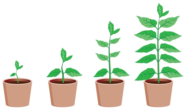 Vector etapas del crecimiento de las plantas