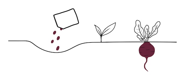 Etapas de crecimiento de remolacha ciclo de vida de una planta de remolacha instrucciones para plantar zanahorias ilustración vectorial en estilo garabato aislado sobre fondo blanco ilustración vectorial