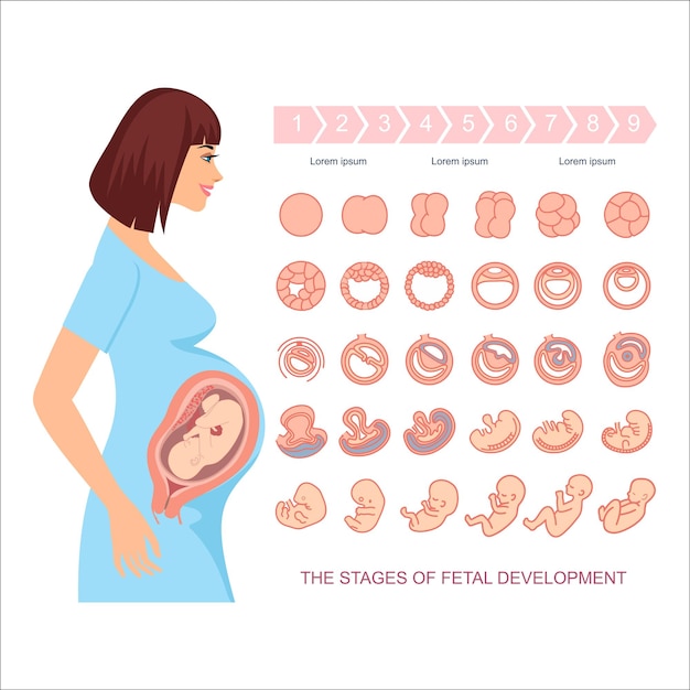 Etapas del desarrollo fetal sobre fondo blanco Embarazo