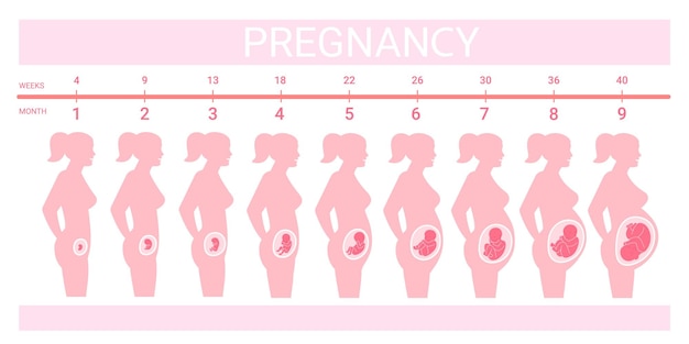 Etapas del feto en el vientre Línea de tiempo desarrollo prenatal semanas meses trimestre embarazo parto crecimiento embrión bebé perfil silueta mujer embarazada elegante vector ilustración