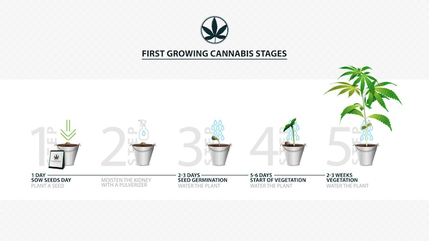 Vector etapas de la germinación de la semilla de cannabis desde la semilla hasta el brote, la temporada de crecimiento del cannabis