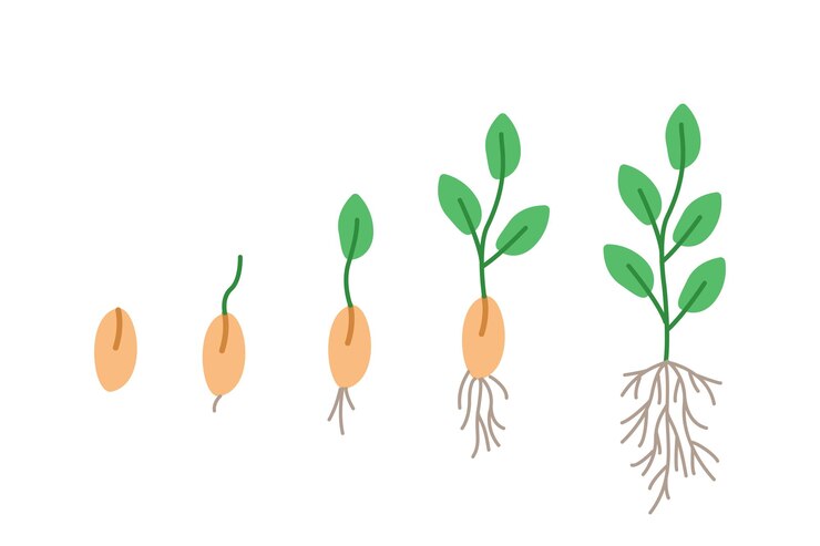 Etapas de germinación de semillas ilustración vectorial de plántulas de jardinería estilo doodle