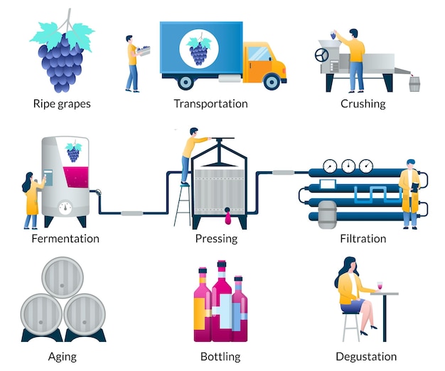 Etapas del proceso de elaboración del vino vector ilustración aislada