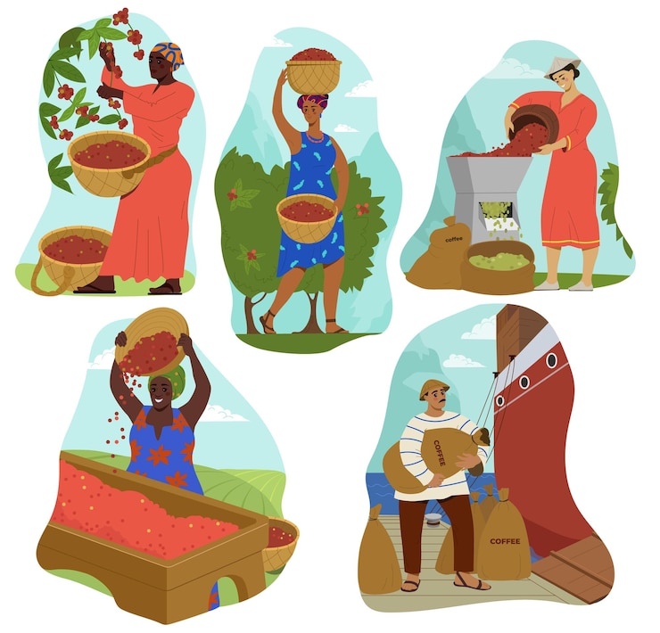 Vector etapas de producción de café los trabajadores de la granja o la plantación recogen el tostado seco y entregan los granos de café orgánico