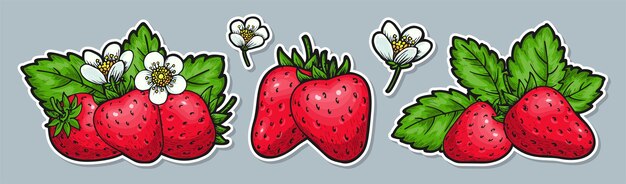 Vector etiquetas de fresa roja, bayas maduras enteras con hojas y flores en flor, insignia de artesanía de alimentos ecológicos saludables del mercado de los agricultores, etiquetas de dibujos animados de frutas dulces con contorno blanco para el parche de scrapbooking de tarjetas.