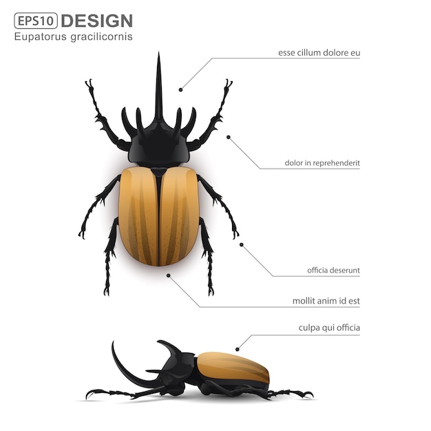 Vector eupatorus gracilicornis escarabajo infografía.