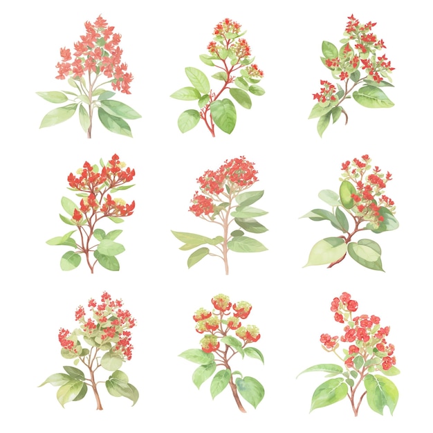 Vector euphorbia pulcherrima conjunto de flores y hojas de acuarela aisladas sobre fondo blanco vector