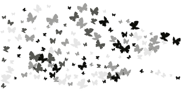 Exóticas mariposas negras aisladas ilustración vectorial Spring vi