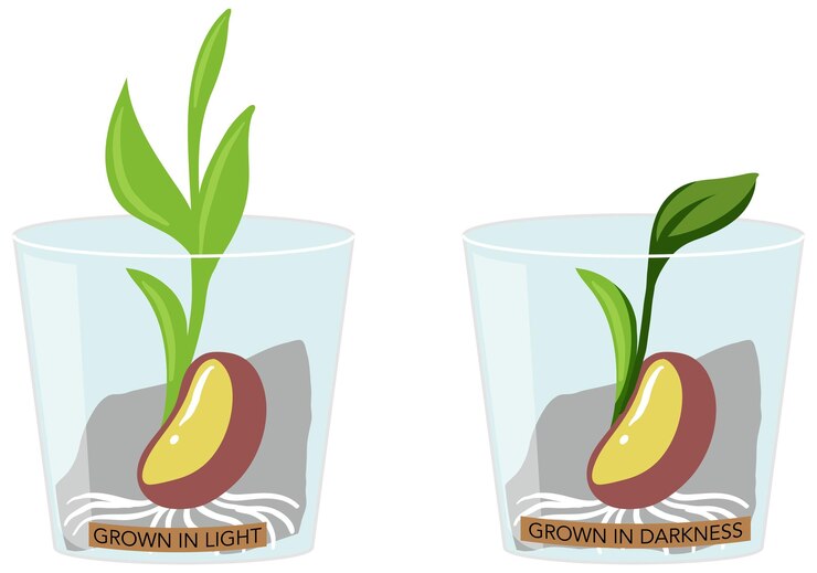 Vector experimento de cultivo de plantas en luz y oscuridad.