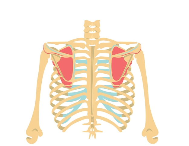 Vector el extremo posterior del úmero con el músculo