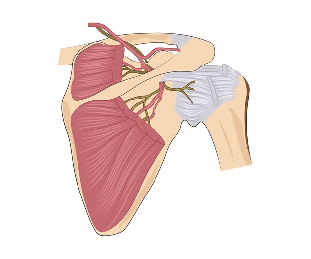 Vector el extremo posterior del úmero con el músculo