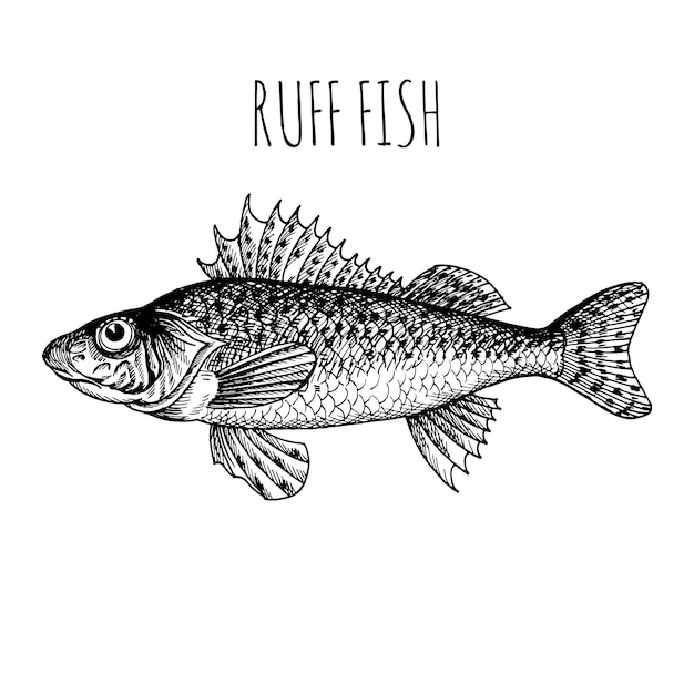 Fallar. Pescado de mar. Vector de boceto dibujado a mano. Estilo vintage. Productos de pescados y mariscos.